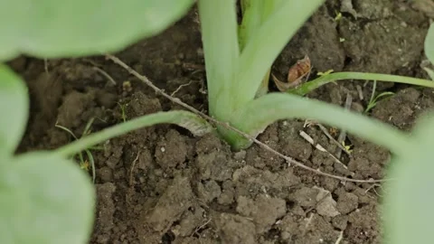 Close Up Hand Using Mini Hoe to Dig and Loosen Soil Around Caladium Plant Ste 스톡 동영상 335146764