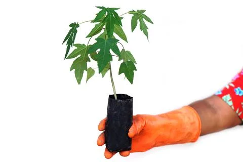 Close up hand wear glove, hold young papaya plant which has grown in black plast Foto stock