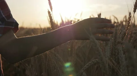 Close-up of hand on wheat for the sunset Stock Footage 66294022