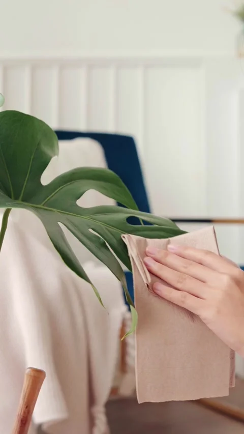 Close-up of a hand wiping a large monstera leaf with a cloth in a cozy indoors Stock Footage 315093685