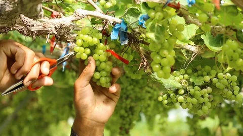 Close up hand of worker picking grapes during wine harvest in vineyard. Stock Footage