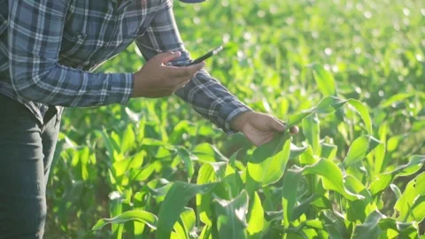Close up hand young farmer working in a cornfield. Stock-Footage 244293002