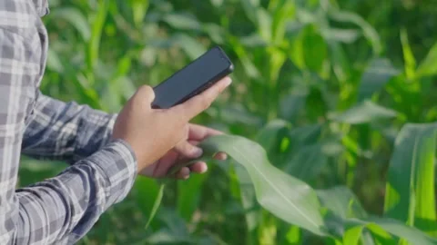 Close up hand young farmer working in a cornfield. Video stock 244293082