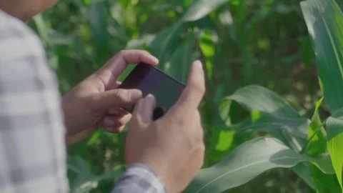 Close up hand young farmer working in a cornfield. Video stock 244293091