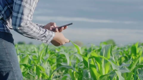Close up hand young farmer working in a cornfield. Video stock 244293130