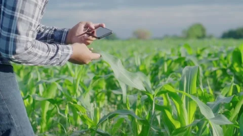 Close up hand young farmer working in a cornfield. Video stock 244293131