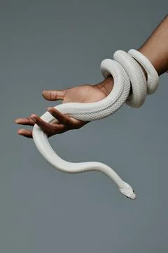 Close-up of hand of young man holding white snake enlacing his wrist Stock Photos