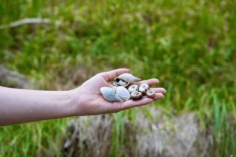 Close-up of a handful of empty pond snail (Lymnaea stagnalis) shells. Stock Photos