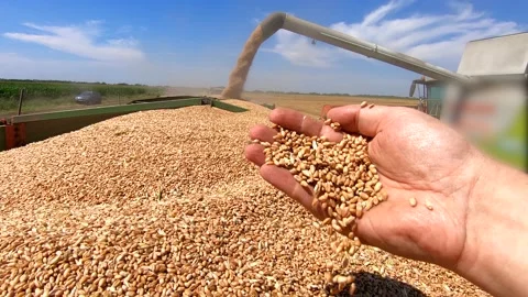 Close up handful of fresh wheat after harvest Stock Footage 171966653