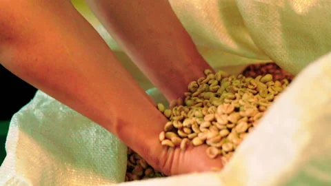 Close up handful of raw coffee beans from sack side angle slowmotion 100fps Video stock 156239074