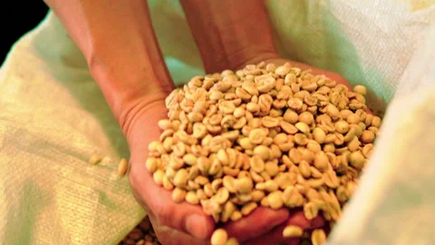 Close up handful of raw coffee beans from sack front angle slowmotion 100fps Vídeos de archivo 156239142