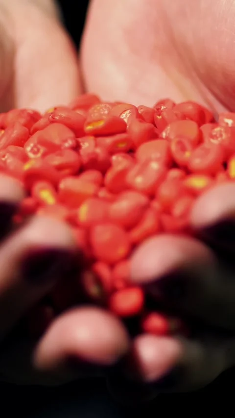 Close-up, handful of red corn kernels in the female palms. colored grains of Stock Footage 319998024