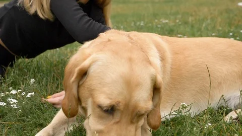 Close-up handheld shot of beautiful young woman petting dog in park Video stock 114874097