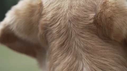 Close-up handheld shot of brown Labrador retriever dog head in park Vídeo Stock 114874982