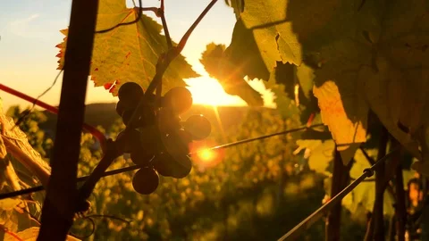Close-up handheld shot of bunch of grapes on vine in vineyard against sky Stock Footage 120425495