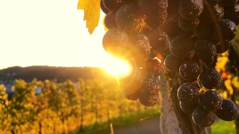 Close-up handheld shot of bunch of grapes on vine in vineyard Stock Footage 120430301