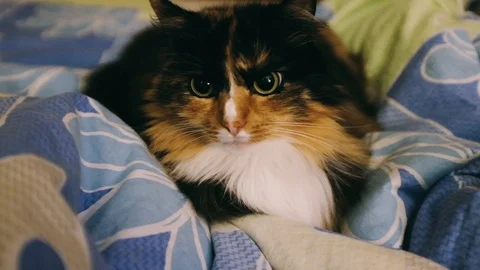 Close-up handheld shot of cat in bed Stock Footage 122516678