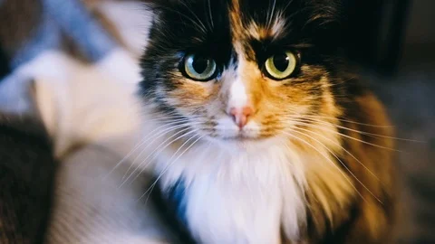 Close-up handheld shot of cat staring at camera while relaxing on bed Stock Footage 122513239