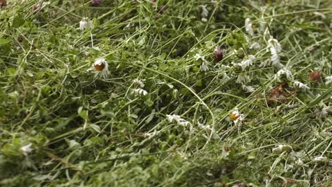 Close up handheld shot of dead flowers after garden plot pruning Vídeos de archivo 259354490