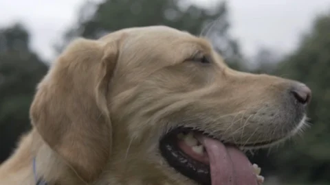 Close-up handheld shot of dog panting Video stock 114843497