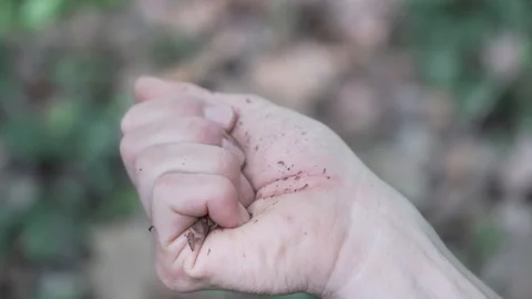 Close-up handheld shot of hand holding dry crushed leaves Stock Footage 120068976