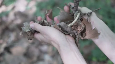 Close-up handheld shot of hands crushing dry leaves while practicing dance Stock Footage 120063434