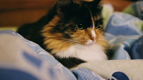 Close-up handheld shot of lying in the bed Stock Footage 122403214