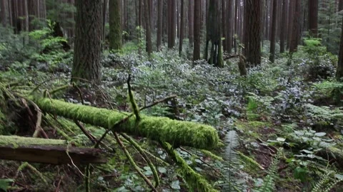 Close up handheld shot of moss covered forest in Vancouver, Canada. Stock Footage 155619421
