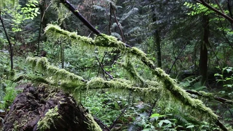 Close up handheld shot of moss covered forest in Vancouver, Canada.7 Vídeos de archivo 155620472