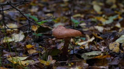 Close-Up handheld shot of mushroom in forest Stock Footage 122511587