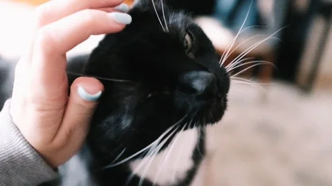 Close-up handheld shot of persons hand petting cat head Stock Footage 122512663