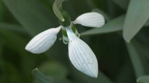 Close up handheld shot of the snowdrop flower head swaying in the wind Stock Footage 170718020