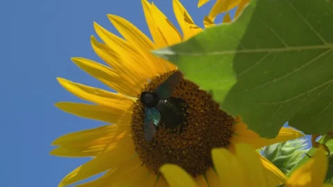 Close-Up Handheld Shot of Sunflower with Bee Pollinating  Stock Footage 302526726
