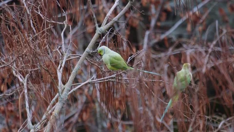 Close up handheld shot of two Ringneck parrots perched on tree with Stock Footage 280745778