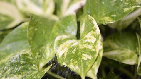 Close up handheld shot of a waxy green leaf in the summer rain. Shot in Spain Stockbeeldmateriaal 123022843