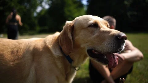 Close-up handheld shot of young man petting dog while sitting in park Stock Footage 114884196