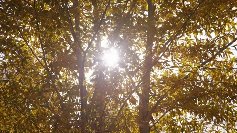 Close up handheld view of yellow leaves in autumn with sun flare 스톡 동영상 93483822