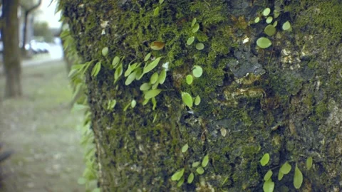 Close up handhold stable view of tropical moss and small leaves on wet tree bark Stock Footage 204486126