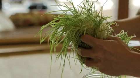 Close up handling wheat grass sprouts Stock Footage 71193287