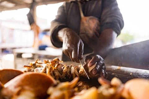 Close up of hands of african man working on traditional cymbium seafood, known Stock Photos
