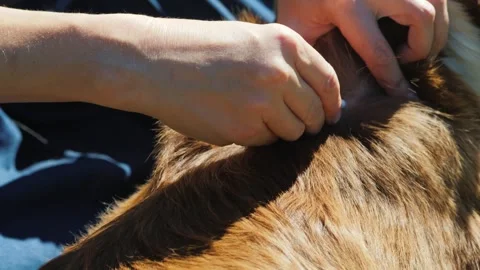 Close up hands apply topical flea and tick medication to dog's back, slow m.. Stock Footage 334991383
