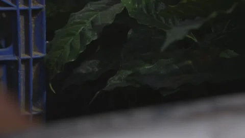 Close-Up of Hands Arranging Coffee Seedlings in Guatemala Vídeo Stock 307952794