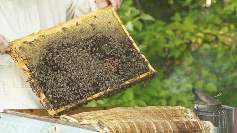 Close-up of hands Beekeeper inspects of beehive frame with bees on it. Stock Footage 142379378