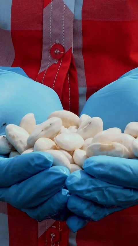 Close-up, hands in blue gloves holding bean seeds, beans for planting, against a Stock Footage 320773789
