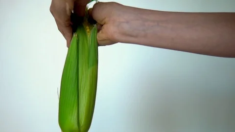 Close-up, hands brushing the corn cob on a white background. macro Video stock 91666894
