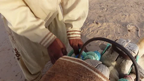 Close-up hands of camel owner installing saddle in Sahara desert Tunisia Stock Footage 345038285