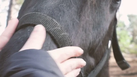 Close Up of Hands Caressing a Black Cute Horse in a Farm Video stock 74136527