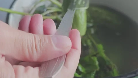 Close up of hands checking a cucumber's readiness for pickling. Fresh gherkins Видео 342276635