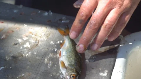 Close-up. The hands clean the knife with fresh fish from the scales. fish giblet Stock-Footage 95551750