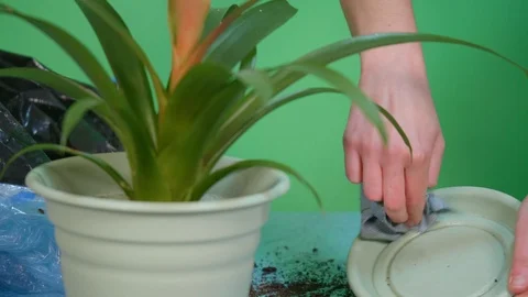 Close up of hands that clean a saucer after transplanting a plant - green scr Stock Footage 126124347